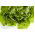 Alface manteiga - Edyta Ożarowska - verde - 900 sementes - Lactuca sativa L. var. capitata