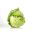 Alface Iceberg - Goplana - 450 sementes - Lactuca sativa L.