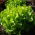 Leaf Lettuce - Dubáček - Fresh, Crisp, Long Harvesting - Fresh Seeds