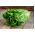 Lattuga romana - Blonde Maraichere - 800 semi - Lactuca sativa L. var. longifolia