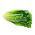 Lattuga romana - Blonde Maraichere - 800 semi - Lactuca sativa L. var. longifolia