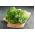 Lattuga romana - Blonde Maraichere - 800 semi - Lactuca sativa L. var. longifolia
