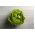 Rastlinjaka "Safir" - zimski pridelek - 450 semen - Lactuca sativa L. var. Capitata - semena