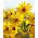 Alcachofra-girassol, Tupinambo, Girassol batateiro - Helianthus tuberosus