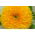 Dísznapraforgó - Sungold Tall - Helianthus annuus - Lenyűgöző magasság, élénk sárga virágok - Friss vetőmagok