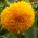 Dísznapraforgó - Sungold Tall - Helianthus annuus - Lenyűgöző magasság, élénk sárga virágok - Friss vetőmagok