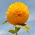 Dísznapraforgó - Sungold Tall - Helianthus annuus - Lenyűgöző magasság, élénk sárga virágok - Friss vetőmagok
