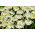 Ornithogalum saundersiae - bulb / tuber / rădăcină