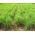 Citronella - 