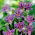 Tricyrtis, Toad Lilies Dark Beauty