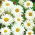 Kopretina bílá - Chrysanthemum leucanthemum - Přátelská k opylovačům, dlouhotrvající záře - Čerstvá semena