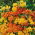 Oranjerode vlindermoes, Asclepias tuberosa - 57 zaden
