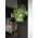 Hanging herbs pot - Coubi - 3 pieces set - Lime