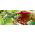Professional pruner with a sheath - Profi-Plus RT53/185S