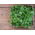 Su teresi - 400 tohum - Nasturtium officinale W. T. Aiton - tohumlar