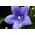 Sininen ilmapallo kukka; Kiinan kellokukka, platycodon - 220 siementä - Platycodon grandiflorus - siemenet