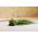 BIO - Chives - сертифицирани биологични семена - 850 семена - Allium schoenoprasum L.