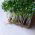 Karse - BIO - 2250 frø - Lepidium sativum