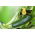 Kurpitsa - Kesä - BIO - Cucurbita pepo  - siemenet