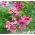 Twinspur, Diascia Pink Queen - 450 frön - Diascia barberae
