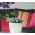 Pot de fleurs carré avec soucoupe Coubi - 13,5 cm - Fuchsia - 