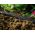 15 m DRIP ½ "snip-n-dryp soaker haveslange - CELLFAST - 