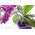 Orkide saksısı - Coubi DSTO - 12,5 cm - Sarı Paspas - 