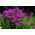 Phlox di caduta, phlox del giardino, phlox perenne, phlox di estate - 100 semi - Phlox paniculata