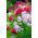 Phlox di caduta, phlox del giardino, phlox perenne, phlox di estate - 100 semi - Phlox paniculata