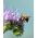 Facelia pentru îngrășământ verde - Phacelia tanacetifolia - 30 g - Întărește solul și atrage insectele benefice - Semințe proaspete