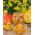 Giant squash "Uchiki Kuri" - Hokkaido tip - 15 sjemenki - Cucurbita maxima  - sjemenke