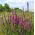 Lilla loosestrife, spiked loosestrife, lilla lythrum - 6900 frø - 