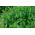 Busuioc cerbilor; Pennyrile, menta - 1500 de semințe - Mentha longifolia