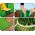 Borde de césped marrón - 20 cm x 9 m - CELLFAST - 