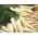 Root Parsley - Alba - Late Harvest with Excellent Taste and Aroma - Fresh Seeds