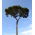 Pinja  - Pinus pinea - siemenet