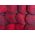 บีทรูท "Polglob" - 500 เมล็ด - Beta vulgaris