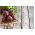 บีทรูท "Polglob" - 500 เมล็ด - Beta vulgaris