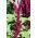 Purple Amaranth, Princeova perie - Amaranthus paniculatus - 1500 semien - semená