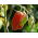 Tomaat - Marzano 2 - BIO - 225 zaden - Lycopersicum esculentum