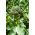 Broccoli - Wiarus - 300 semi - Brassica oleracea L. var. italica Plenck