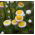 Papirknop - Ammobium alatum - Midt-sommer blomster, perfekt til stenbede - Friske frø