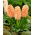 Hyacinthus Gipsy Queen - Hyacint Gipsy Queen - 3 cibule
