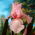Iris germanica Pink - bebawang / umbi / akar