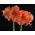 Hippeastrum - Rilona