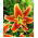 Tree Lily Lilium Mr Job