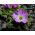 Oxalis Adenophylla - 5 bulbi