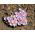 Oxalis Adenophylla - 5 bulbi