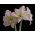 Hippeastrum - Aphrodite