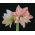Hippeastrum - Dancing Queen